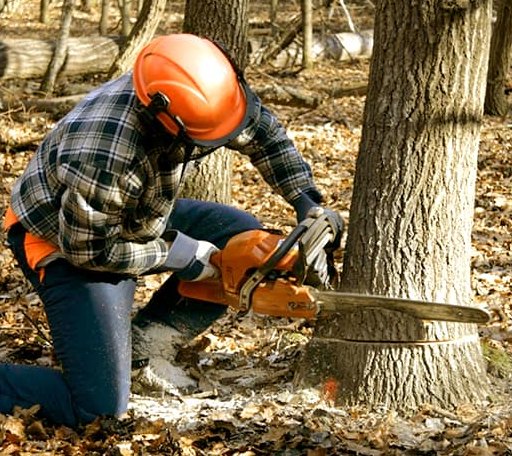 Tree Removal in Hessmer, LA